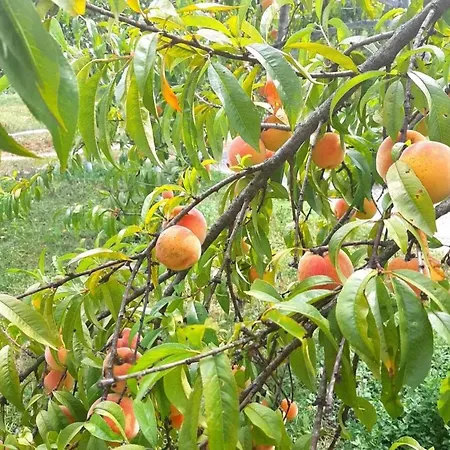 Apartment Kuca Za Odmor 