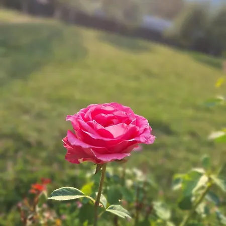 Appartement Kuca Za Odmor 