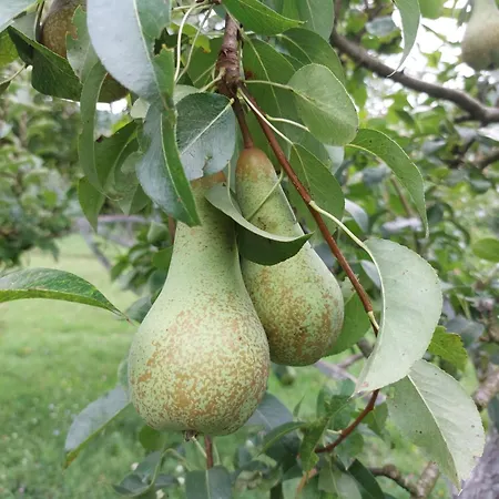 Appartement Kuca Za Odmor 