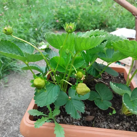 Appartement Kuca Za Odmor 