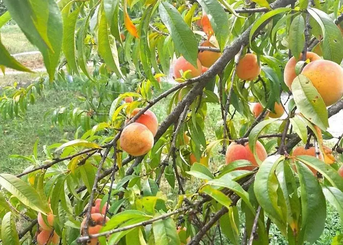 Lägenhet Kuca Za Odmor 