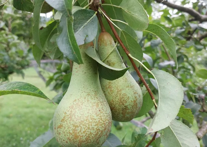 Lägenhet Kuca Za Odmor 