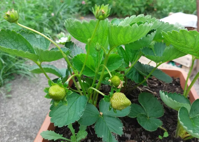 Lägenhet Kuca Za Odmor 